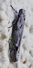 Ethmia discostrigella