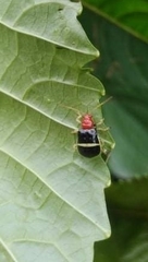 Gynandrobrotica