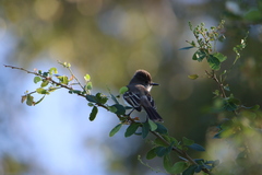 Myiarchus antillarum