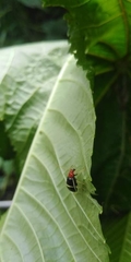 Gynandrobrotica