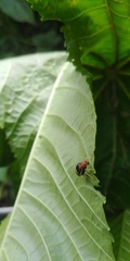 Gynandrobrotica