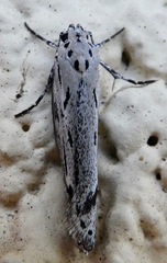 Ethmia discostrigella