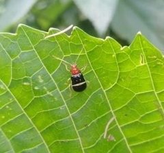 Gynandrobrotica