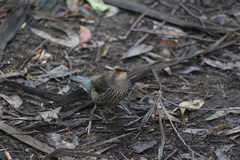 Climacteris erythrops