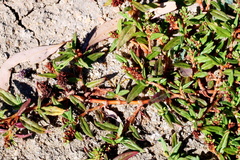 Persicaria prostrata