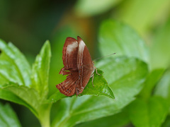 Abisara saturata