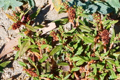 Persicaria prostrata