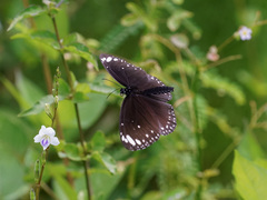 Euploea crameri