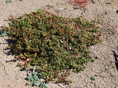 Persicaria prostrata