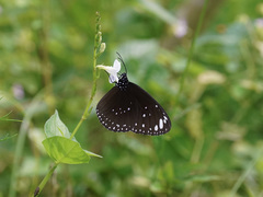 Euploea crameri