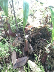 Nepenthes gracilis