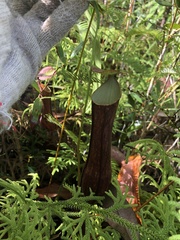 Nepenthes gracilis