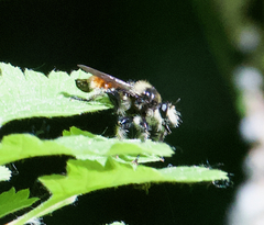 Laphria asturina