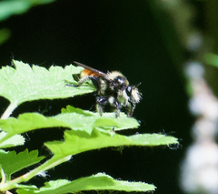 Laphria asturina