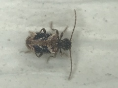 Ptinus texanus