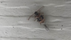 Ptinus texanus