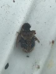 Ptinus texanus