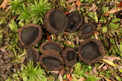Plicariella