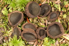Plicariella