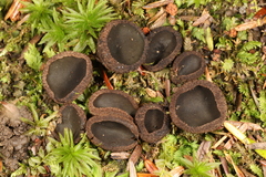 Plicariella