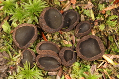 Plicariella