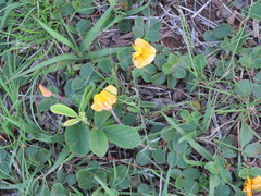 Arachis burkartii