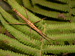 Neohirasea