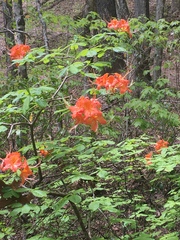 Rhododendron cumberlandense