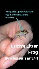 Pristimantis urichi