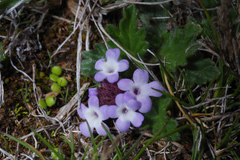Glandularia microphylla