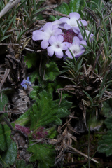 Glandularia microphylla