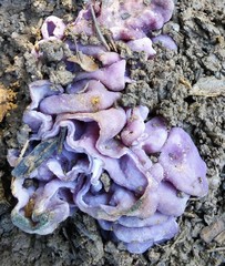 Peziza ellipsospora