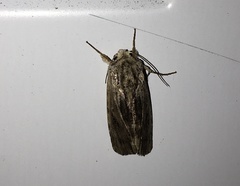 Spodoptera