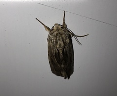 Spodoptera