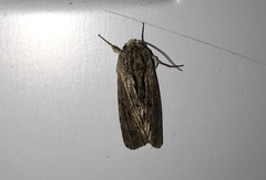 Spodoptera