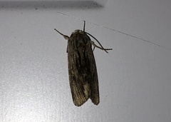 Spodoptera