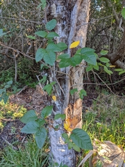 Toxicodendron radicans image