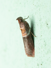 Ptyomaxia swinhoeella