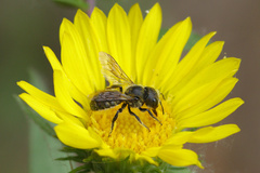 Osmia coloradensis