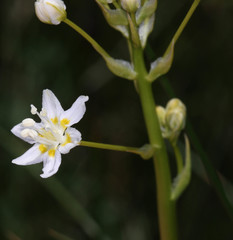 Toxicoscordion fontanum
