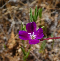 Clarkia purpurea