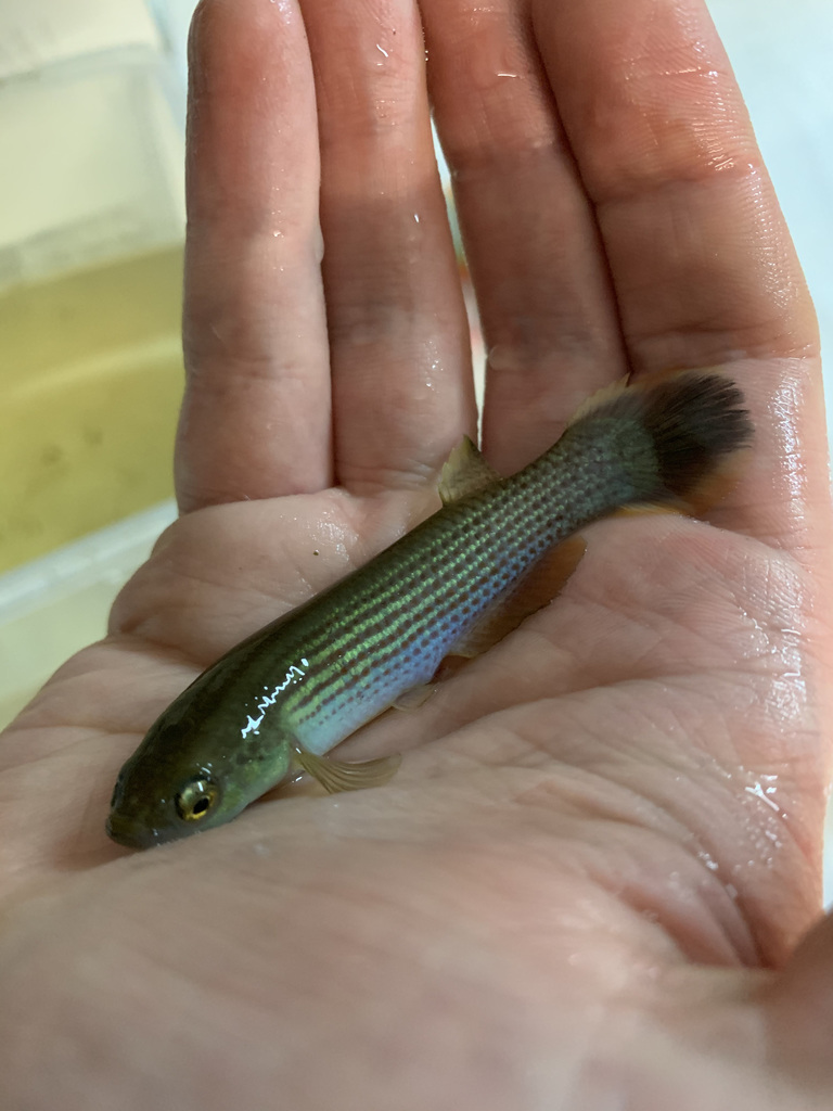 Rivulus de Hart (Anablepsoides hartii)
