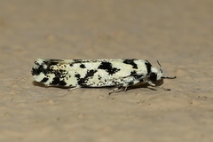 Lichenaula calligrapha