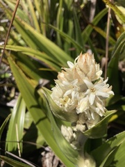 Milligania densiflora