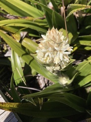 Milligania densiflora