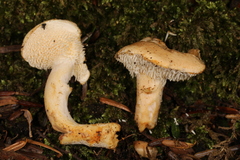 Hydnum subtilior