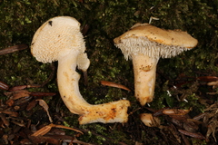 Hydnum subtilior