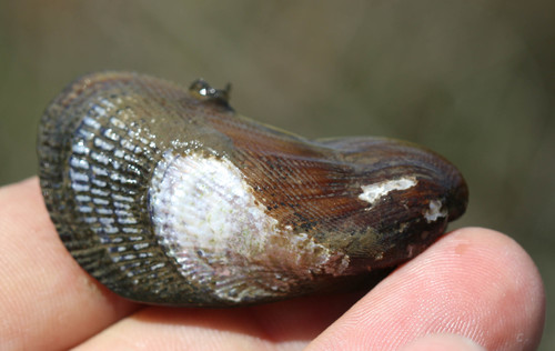 Geukensia demissa