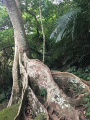 Ficus variegata garciae