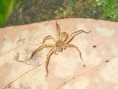 Pseudopoda